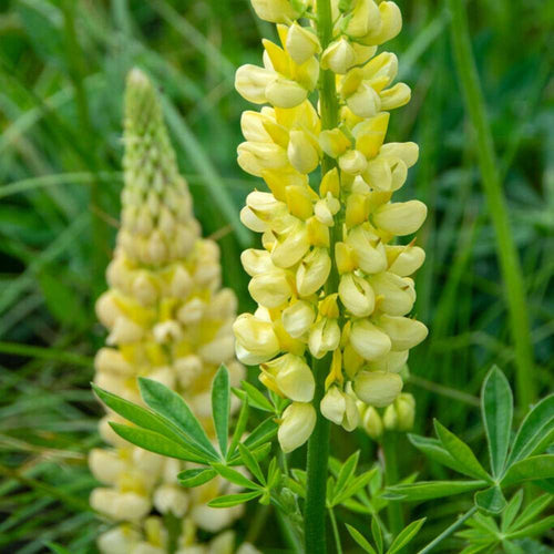 Lupiner i alla färger: så fyller du rabatten med höga blomax